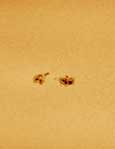 VestaPro su C8 al fuoco diretto