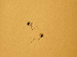 Vesta Pro su C8 al fuoco diretto